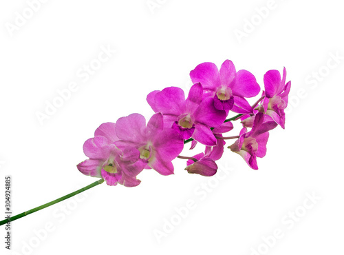 Purple orchid isolated on white background.