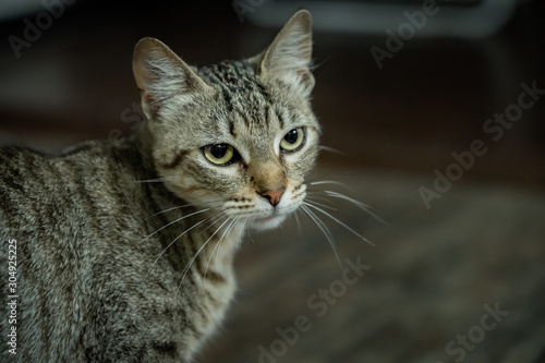 Portrait of a cat © Gino Bellofatto