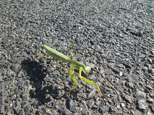 アスファルトの上のカマキリ photo