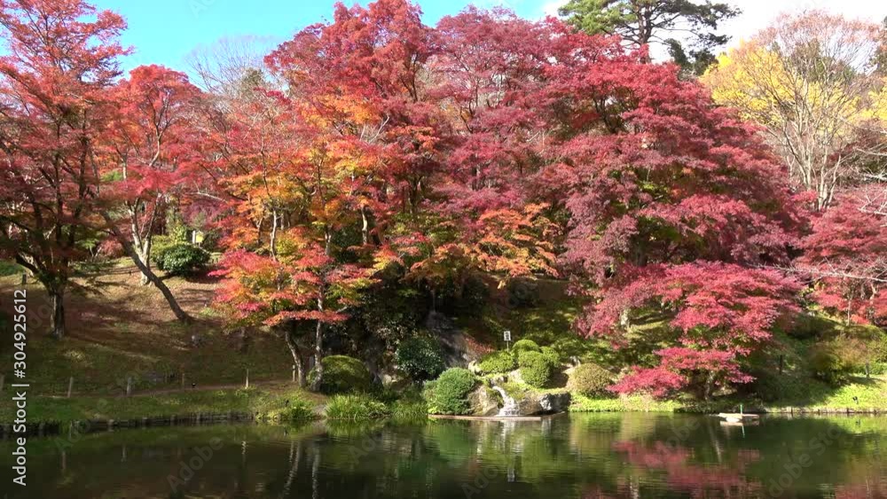 モミジ・秋の霞ヶ城公園(福島県・二本松市) モミジ・秋の霞ヶ城公園(福島県・二本松市)