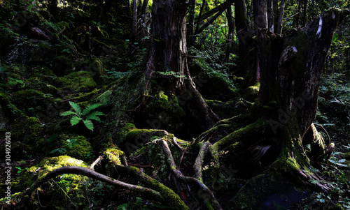 苔に覆われた森林の中 © askaflight