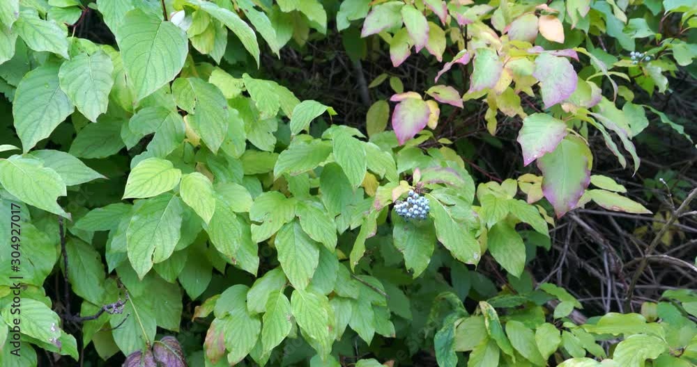 Green lush foliage with very slow pan to the right on some wild berries Green lush foliage with very slow pan to the right on some wild berries