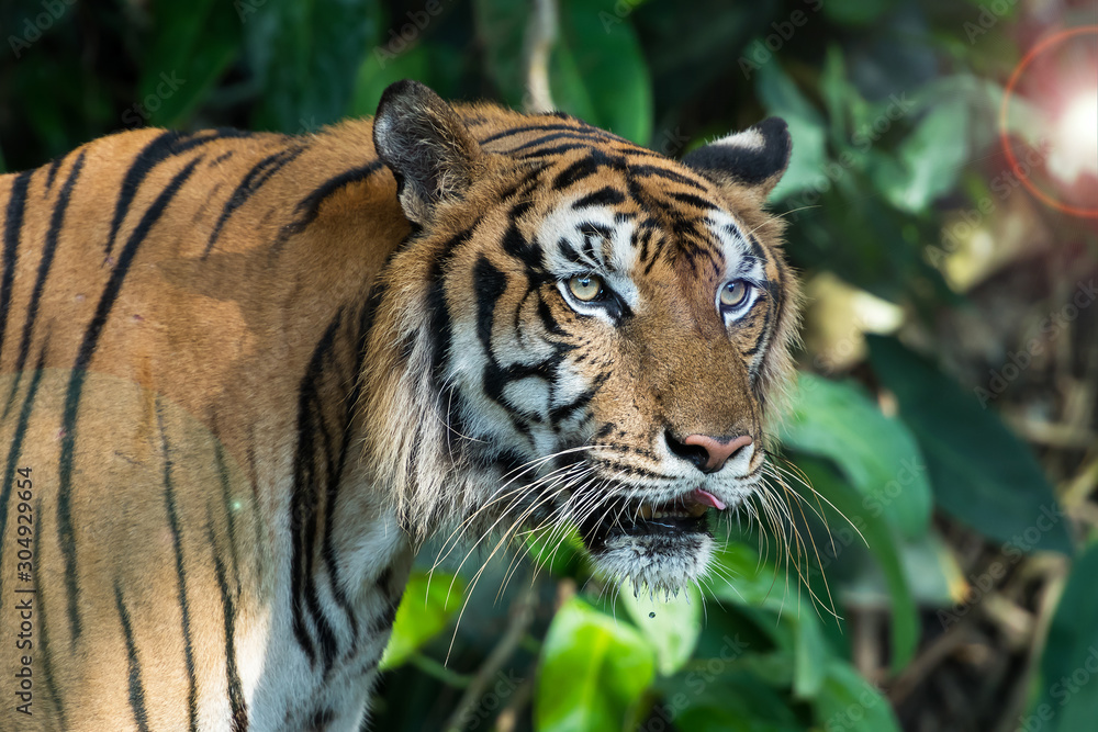 Obraz premium Zdjęcia tygrysa naturalnie.