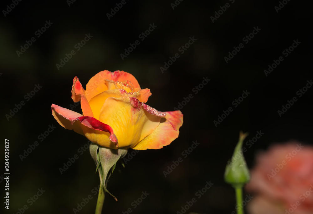 Art photo rose petals isolated on the natural blurred background. Closeup. For design, texture, background. Nature.Drops of morning dew on rose petals. Art photo rose petals isolated on the natural blurred background. Closeup. For design, texture, background. Nature.Drops of morning dew on rose petals.