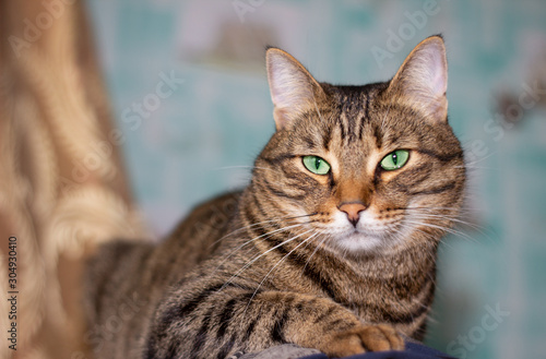 Feline face with green eyes, close-up. European Shorthair cat looks away. Background with cat and free space for inscription.
