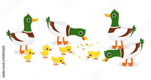 happy cute duck and duckling live together