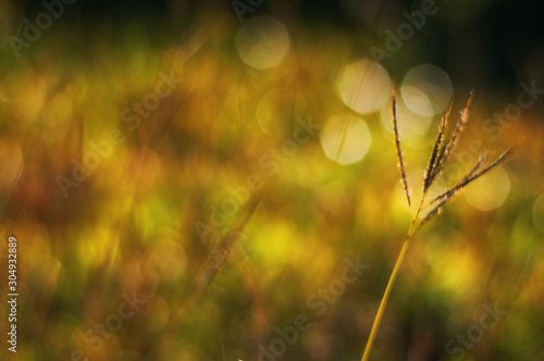 Close up view of nature in morning light moment