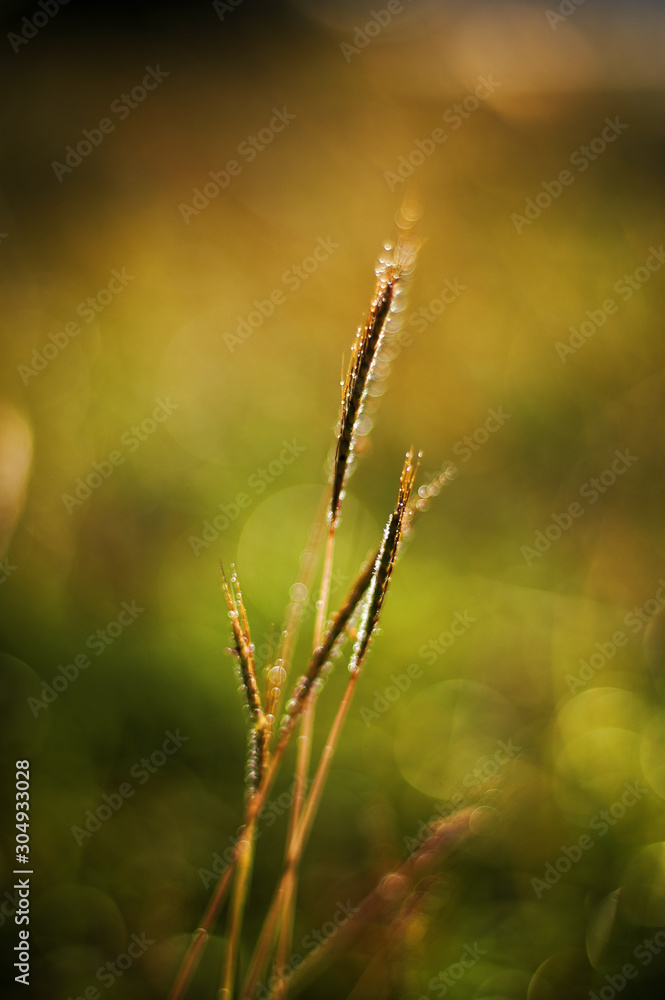 Close up view of nature in morning light moment Close up view of nature in morning light moment