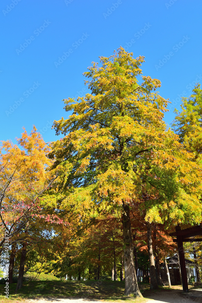 天満大池公園の紅葉