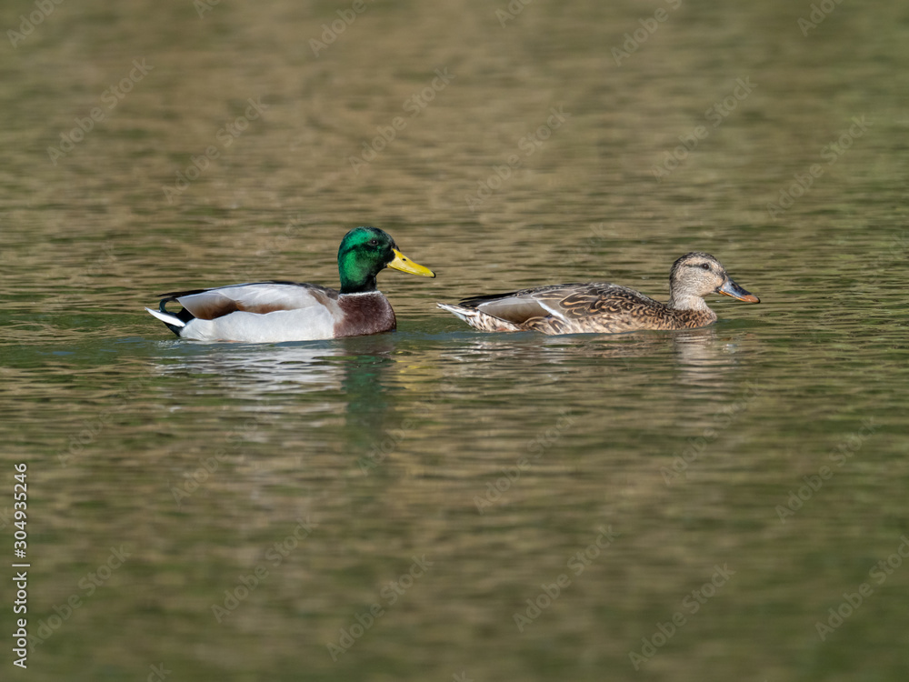 Obraz premium マガモの夫婦