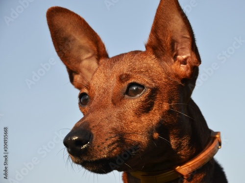 Dog breed mini Pinscher on the background of the sky. The dog is brown, big-eared looks at his master.