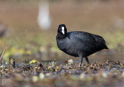 Coot bird closeup in wetland photo