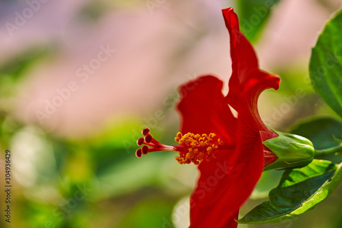 Red Hibiscus flowers China rose,Chinese hibiscus,Hawaiian hibiscus in tropical garden of Tenerife,Canary Islands,Spain.Floral ba. Ckground.Selective focus photo