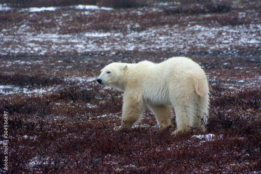 polar bear walking on the tundra side on polar bear walking on the tundra side on