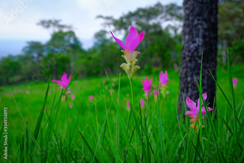 Nature landscape view of Beautiful wild siam tulips. Krachiew flower field or pink siam tulips blooming in jungle is fog and dew in the morning at Sai Tong National Park  Chaiyaphum  Thailand.