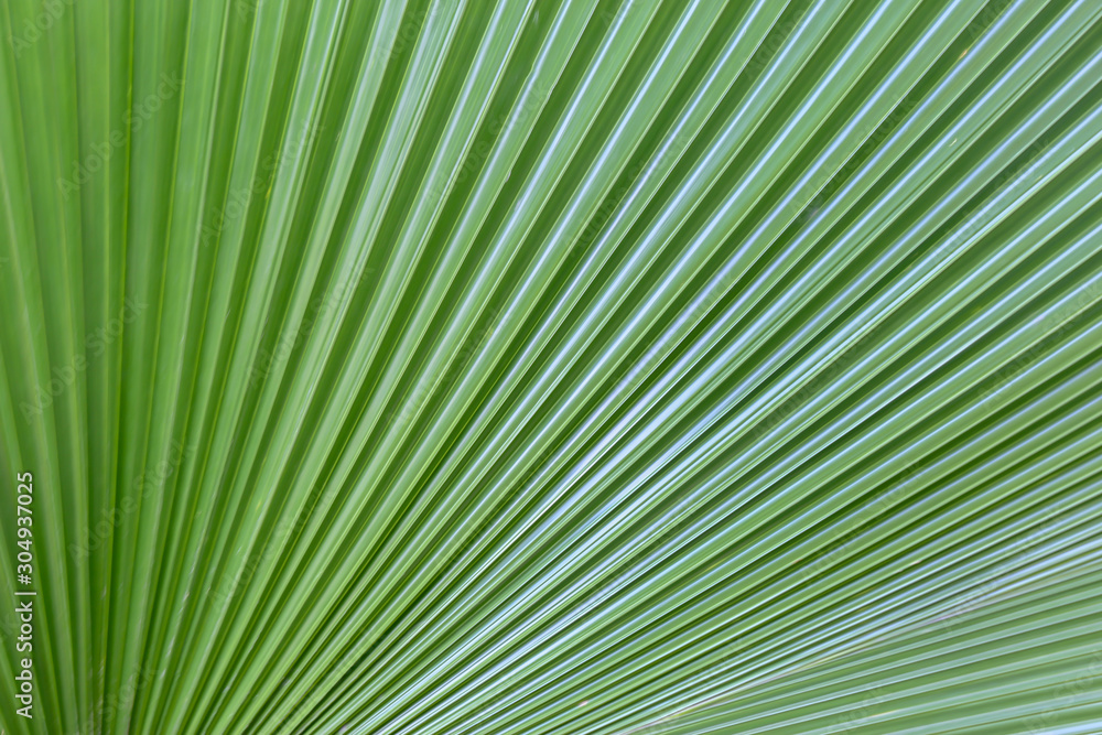 Big leaf of palm tree or coconut texture background. Big leaf of palm tree or coconut texture background.