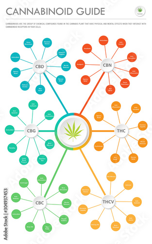 Cannabinoid Guide vertical business infographic illustration about cannabis as herbal alternative medicine and chemical therapy, healthcare and medical science vector.