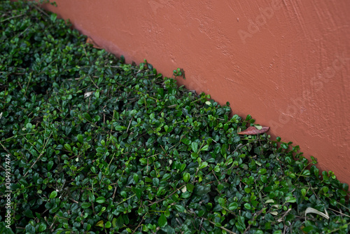 Dividing half diagonal lines of red stone wall and green leaf have space and texture for text or other object