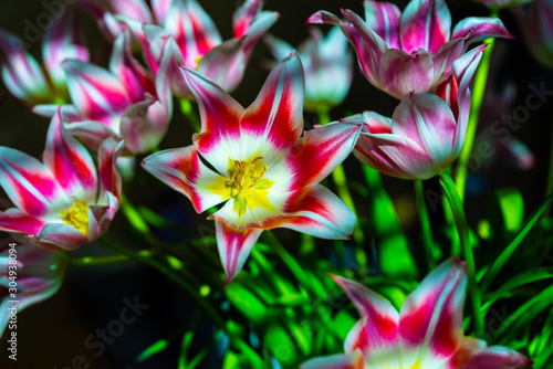 red flower tulip
