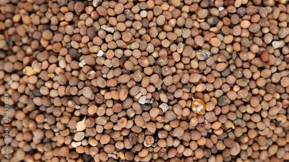 top view herb medicine TuSiZi or Cuscutae Semen or Chinese Dodder Seed rotate and pause top view herb medicine TuSiZi or Cuscutae Semen or Chinese Dodder Seed rotate and pause