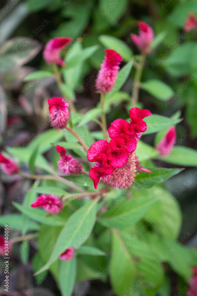 Cockscomb flower. Cockscomb flower.