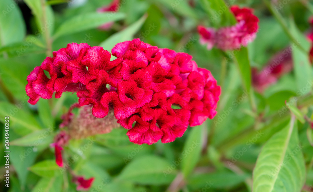Cockscomb flower. Cockscomb flower.