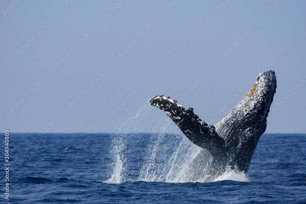 Obraz premium 小笠原の海でジャンプするザトウクジラ