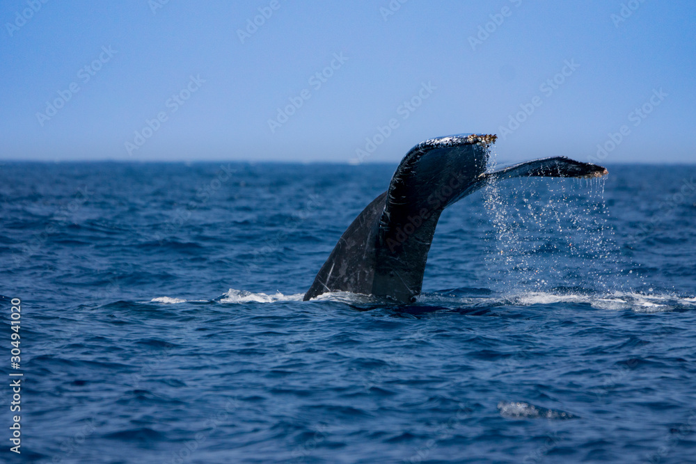 Obraz premium 尾びれを上げるザトウクジラ 小笠原