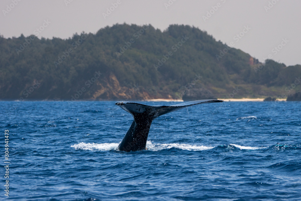 Naklejka premium 尾びれを上げるザトウクジラ 小笠原