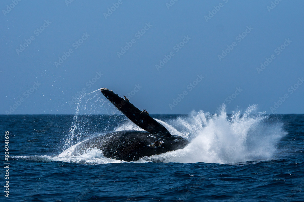 Fototapeta premium 小笠原の海でジャンプするザトウクジラ
