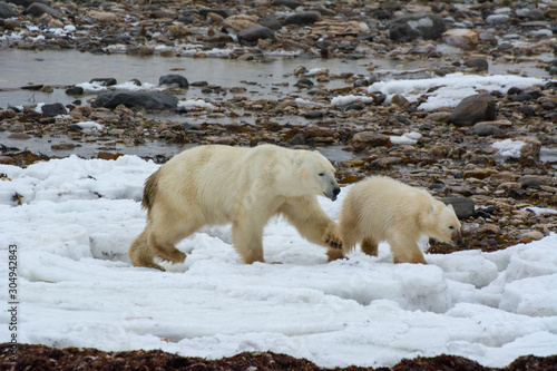 mother and cub running away from a bigger bear