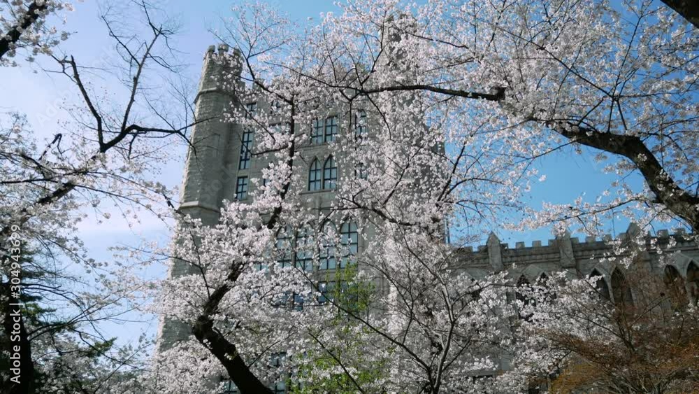 Cherry blossom trees at Kyung Hee University in Seoul. Famous university of South Korea. Cherry blossom trees at Kyung Hee University in Seoul. Famous university of South Korea.