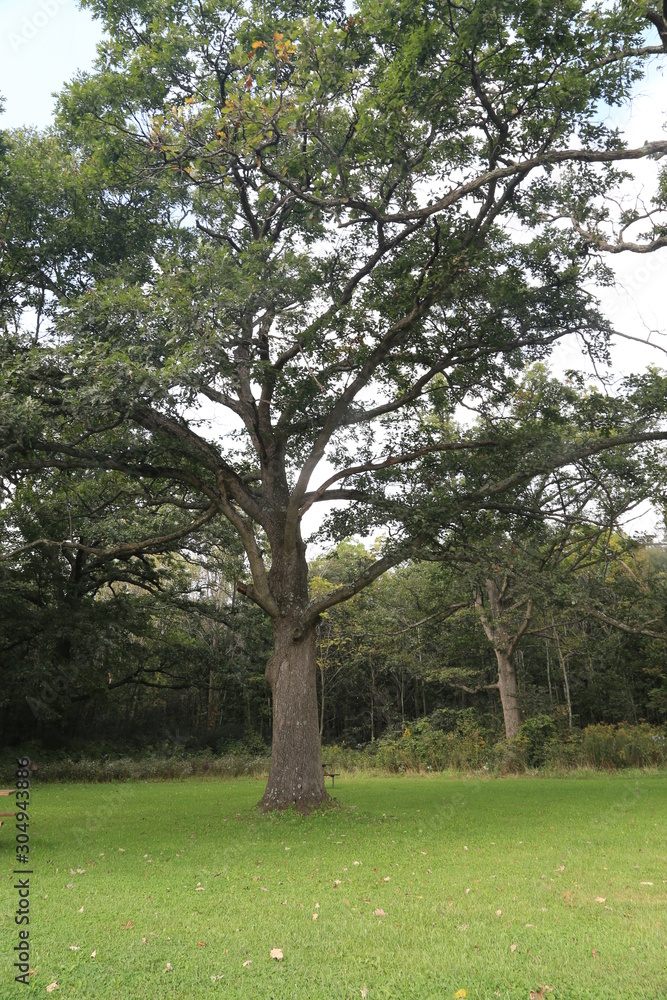 Nature Hike in Woods Summer