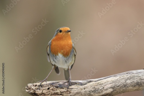 Photo of two European robin (Erithacus rubecula) sits on the branch. Detailed and bright portrait. winter landscape with a song bird. Erithacus rubecula. Wildlife scene from nature