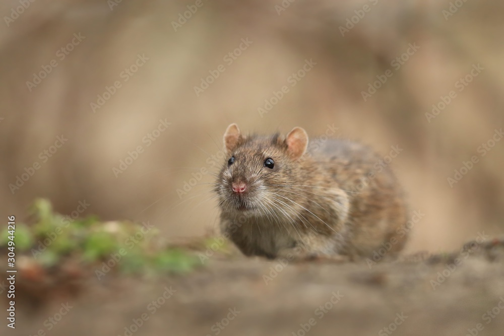 brown rat (Rattus norvegicus) is one of the best known and most common rats. Wildlife scene from nature. brown rat (Rattus norvegicus) is one of the best known and most common rats. Wildlife scene from nature.