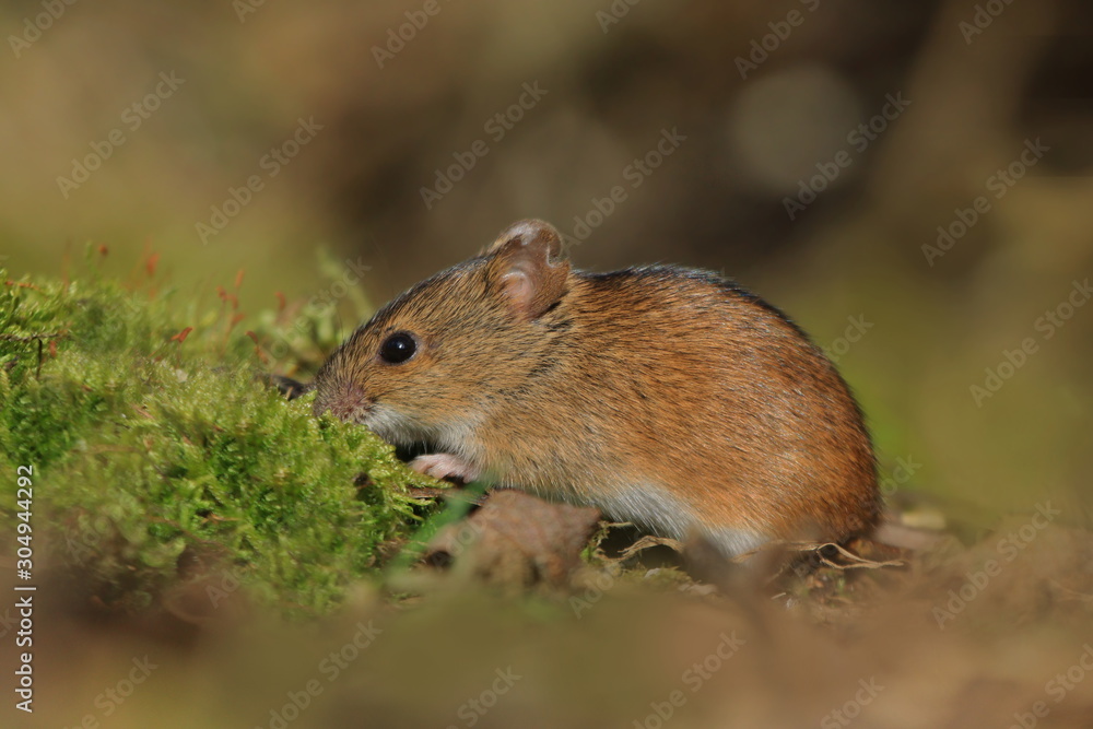 Single Striped field mouse on a ground during a spring period. Apodemus agrarius. Wildlife scene from nature Single Striped field mouse on a ground during a spring period. Apodemus agrarius. Wildlife scene from nature