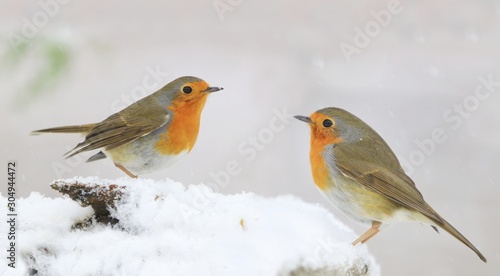 Photo of two European robin (Erithacus rubecula) sits on the branch. Detailed and bright portrait. winter landscape with a song bird. Erithacus rubecula. Wildlife scene from nature