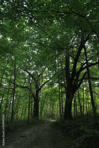 Nature Hike in the Woods