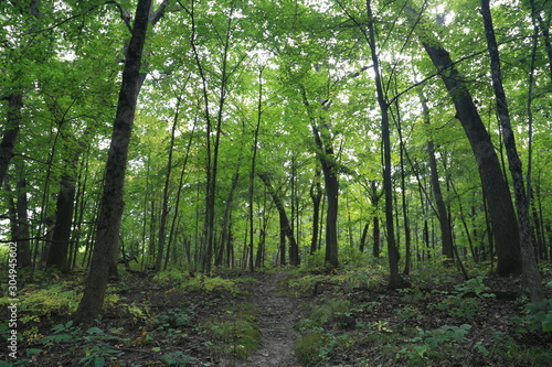Fototapeta Naklejka Na Ścianę i Meble -  Nature Hike in the Woods