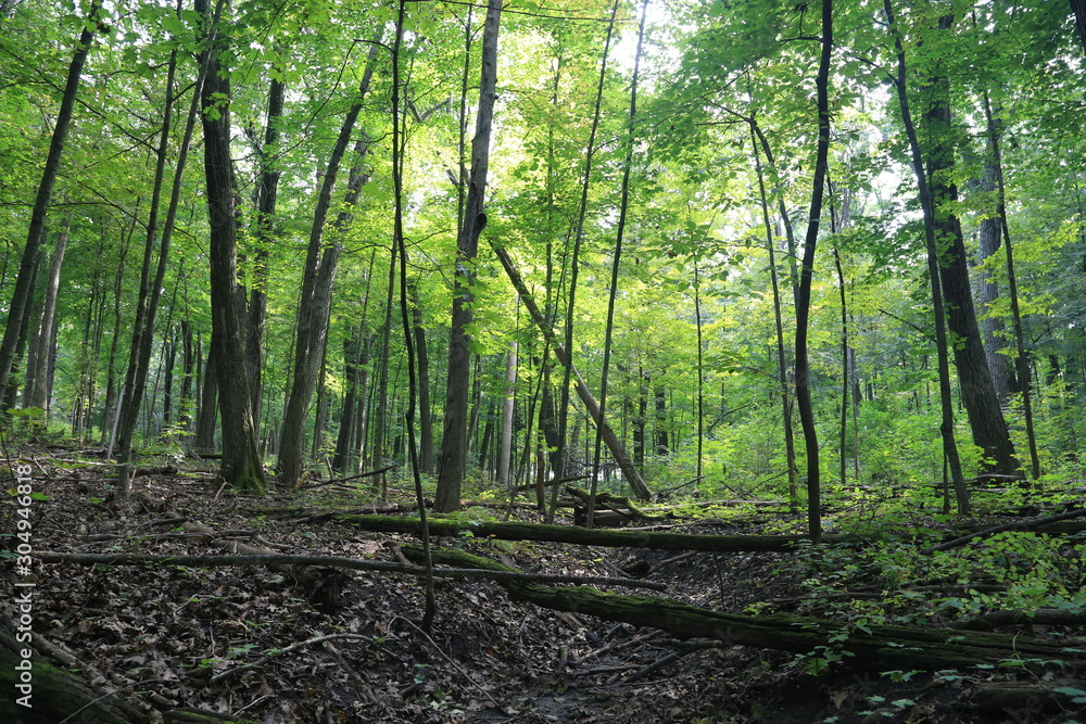 Obraz premium Nature Hike in Woods and Greenery