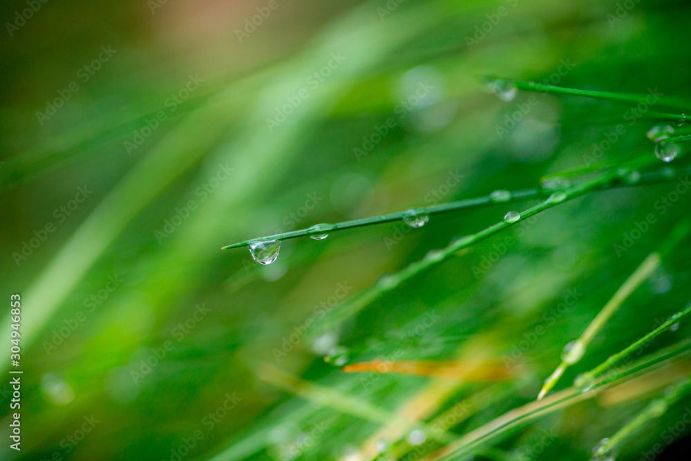 Closeup dew on top of grass for green background. Macro photo of water drops on green grass. Closeup dew on top of grass for green background. Macro photo of water drops on green grass.