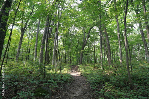 Nature Hike in Woods and Greenery