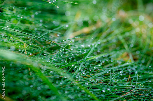 Closeup dew on top of grass for green background. Macro photo of water drops on green grass.