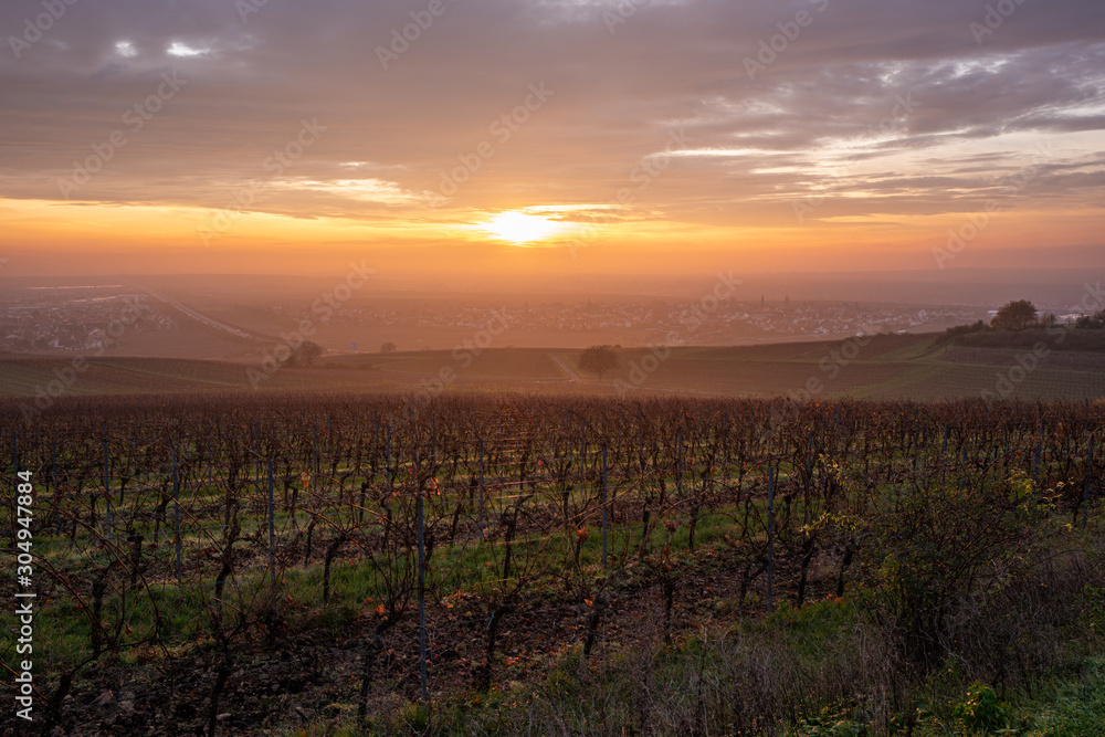 Naklejka premium sonnenaufgang und morgenlicht über den weinbergen in der pfalz