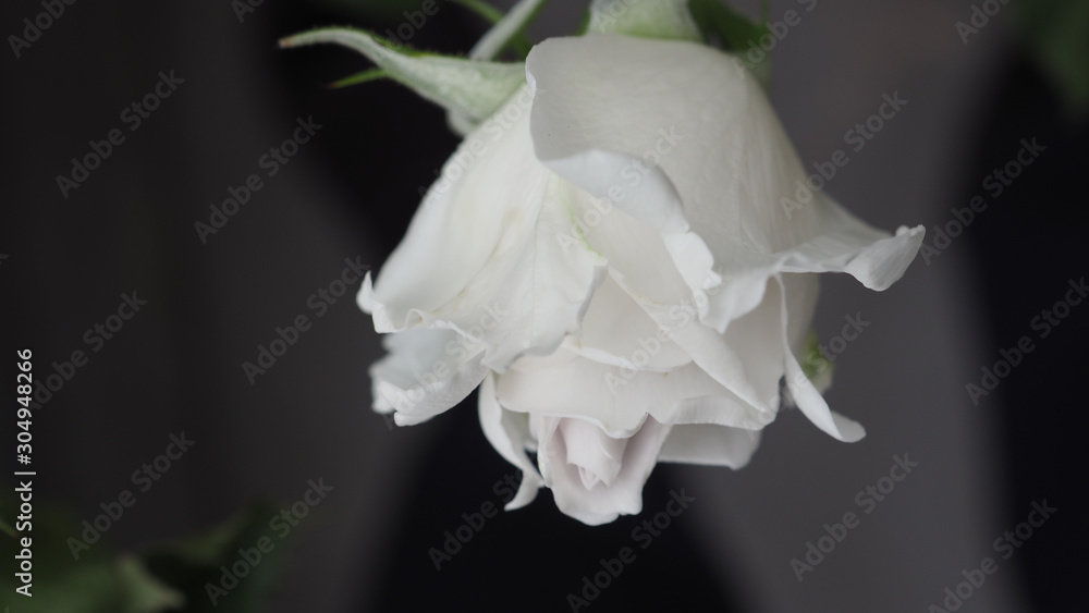 Fototapeta premium rose