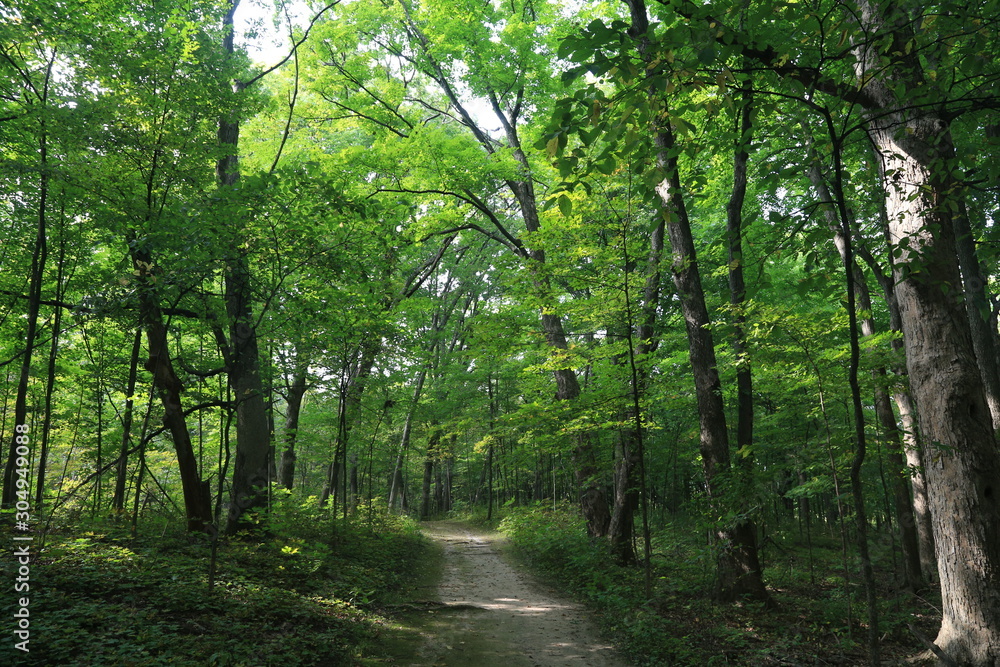 Fototapeta premium Nature Forest