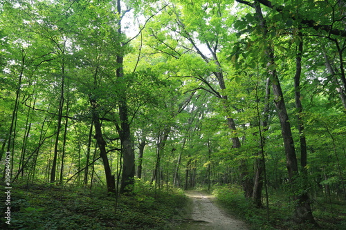 Nature Forest