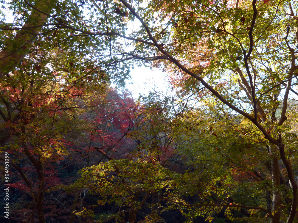 花貫渓谷の紅葉 茨城県高萩市 Stock Photo Adobe Stock