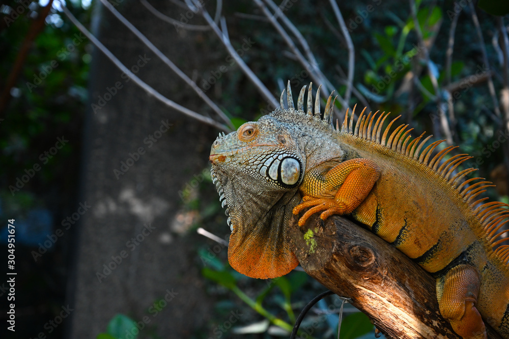 Iguane