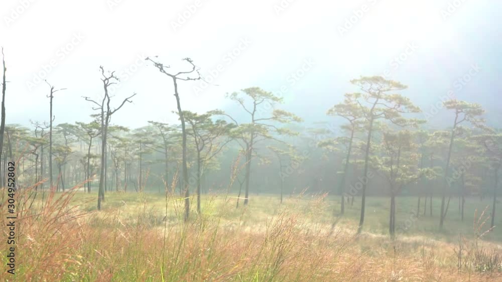 tree in field